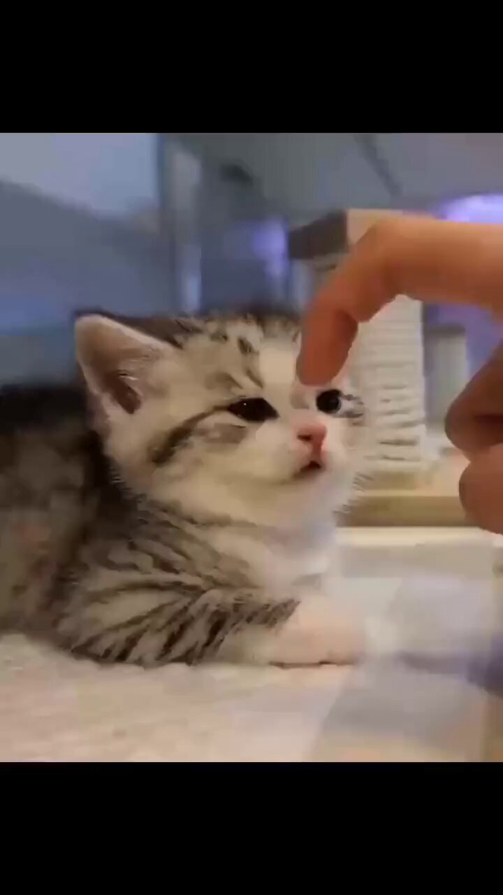 こねこ 180gのミニミニ子猫、巣立ちまで逞しく成長する The too-smaill