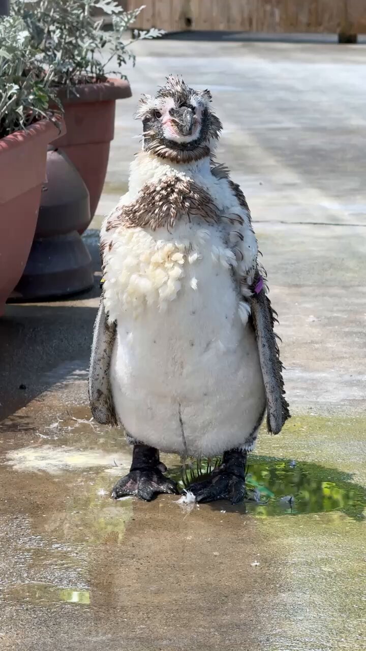 ペンギン 動物】キング/ペンギン/置物/インテリア 商品詳細 ジョン