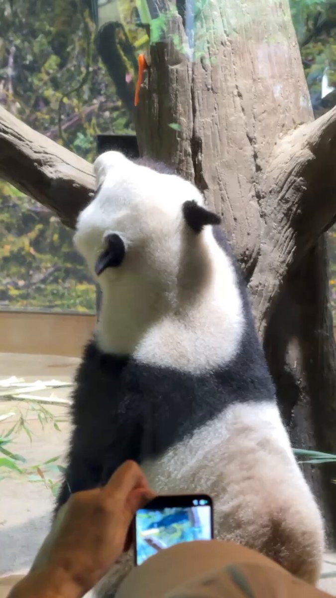 panda_xiang_xiang (@kedama_o_o) / X