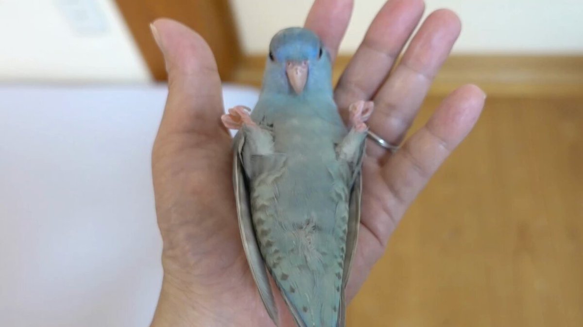 コザクラインコ　剥製 インコ - Search / X