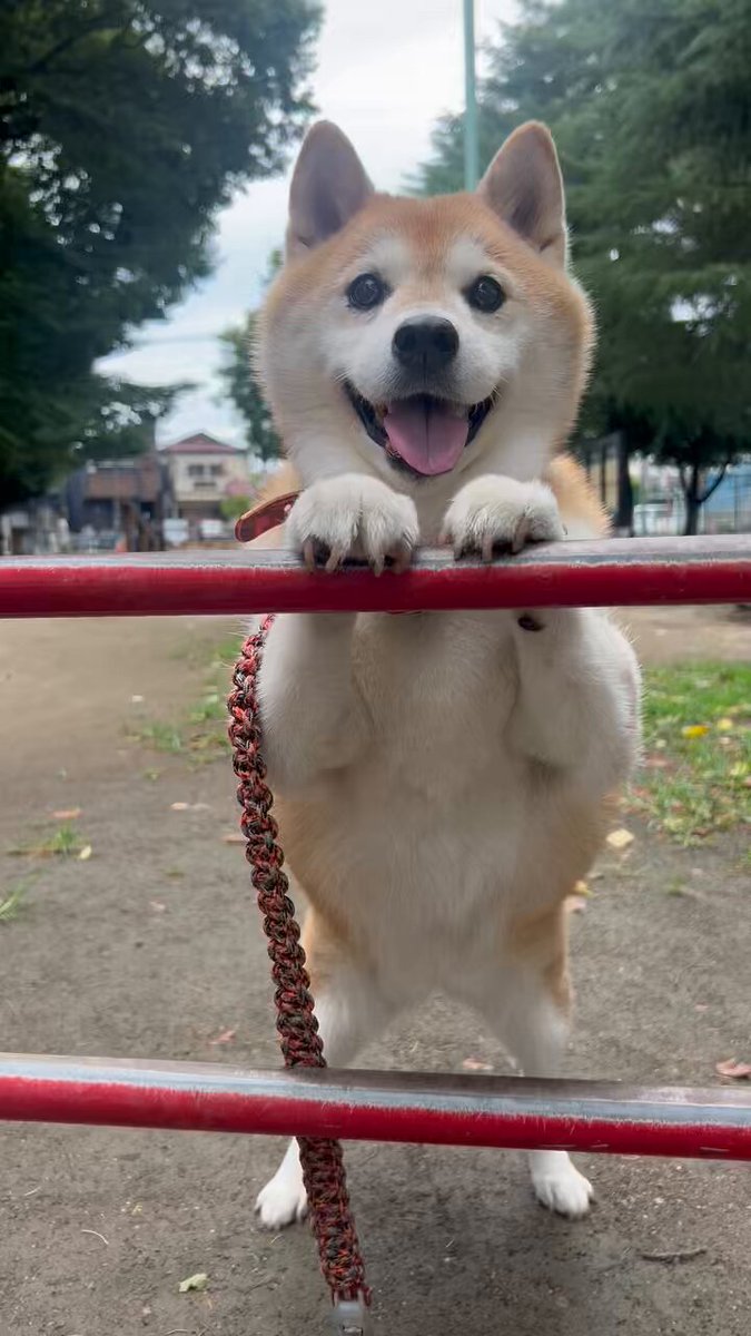 柴犬ハナ (@87shiba87) / X