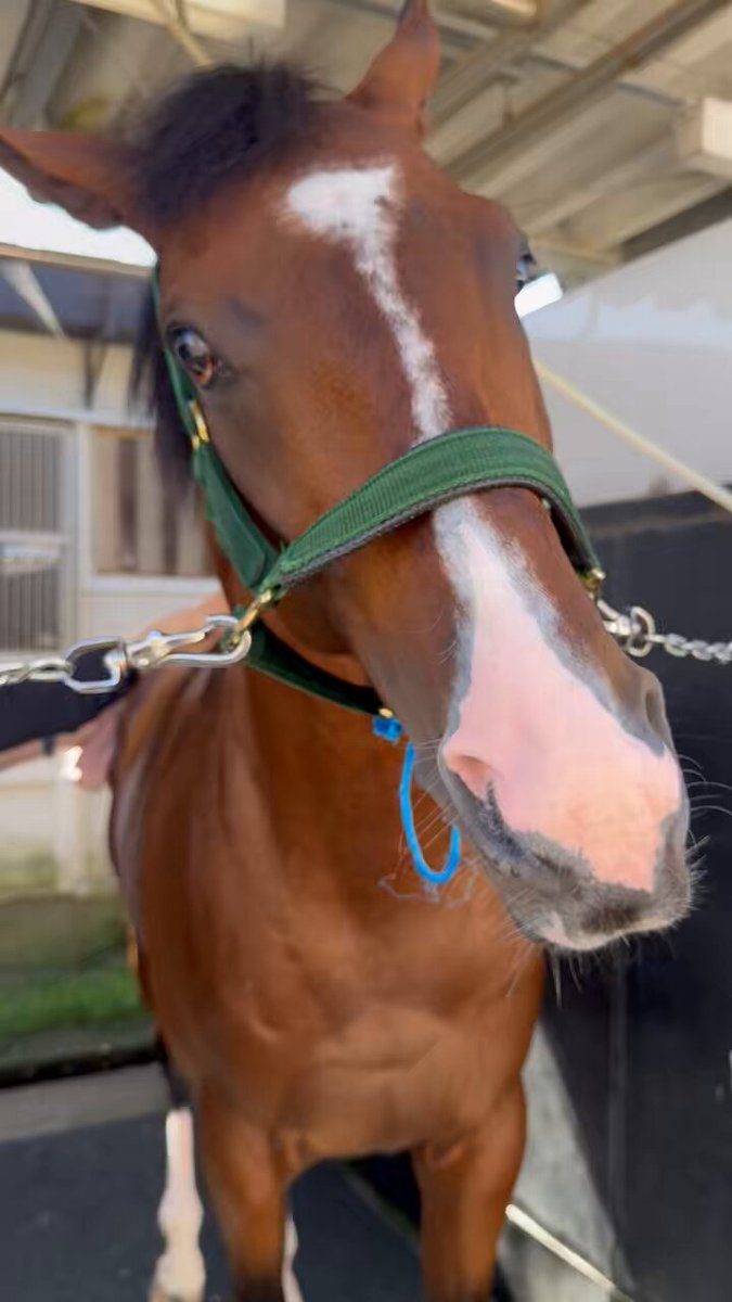 とべ!\"おちこぼれ馬\"ミルキーウェイ : 五輪へ出場した沢井選手と馬の物語 Amazon.co.jp: とべおちこぼれ馬ミルキーウェイ: 五輪へ出場した