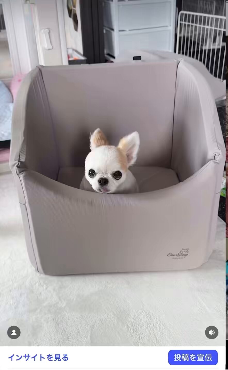 いし犬 愛知】石黒 俊昭(いしぐろ としあき)ブリーダー｜みんなのブリーダー