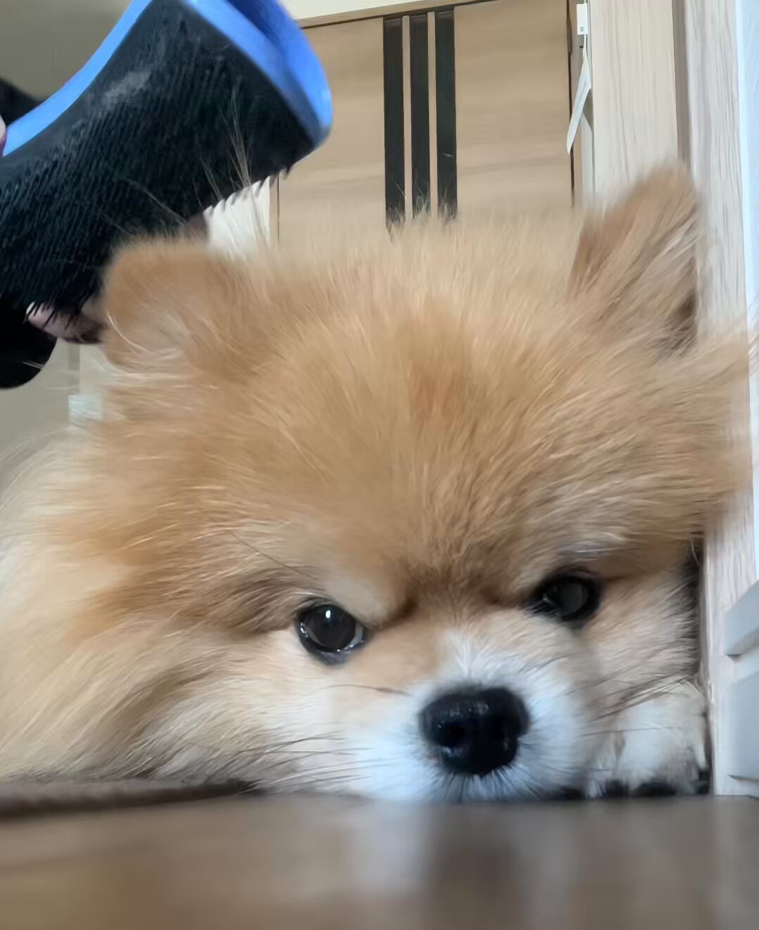 ⭐︎専用⭐︎ ポメラニアンの足様 もちゃん🐶🍮ポメラニアン on X: 