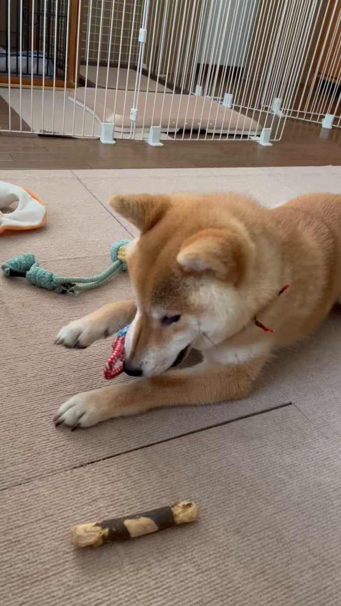 しばけん様　予約分　生活 柴犬こめ0歳 (@shibainukome) / X
