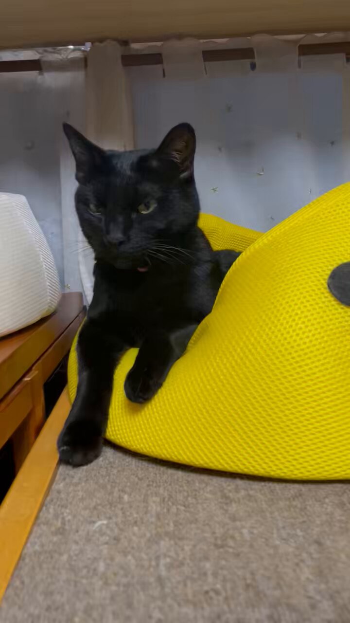 黒猫3 黒猫3兄妹 on X: 