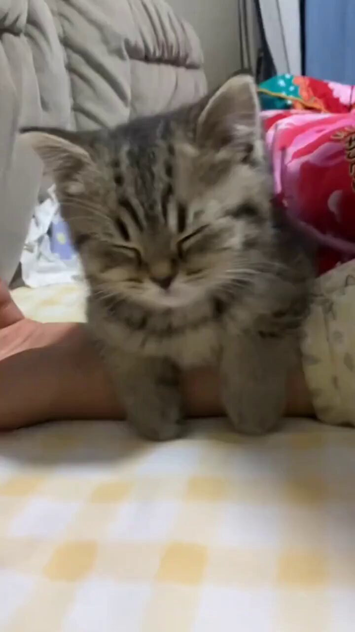 ネコ 0777979211064_0.jpg