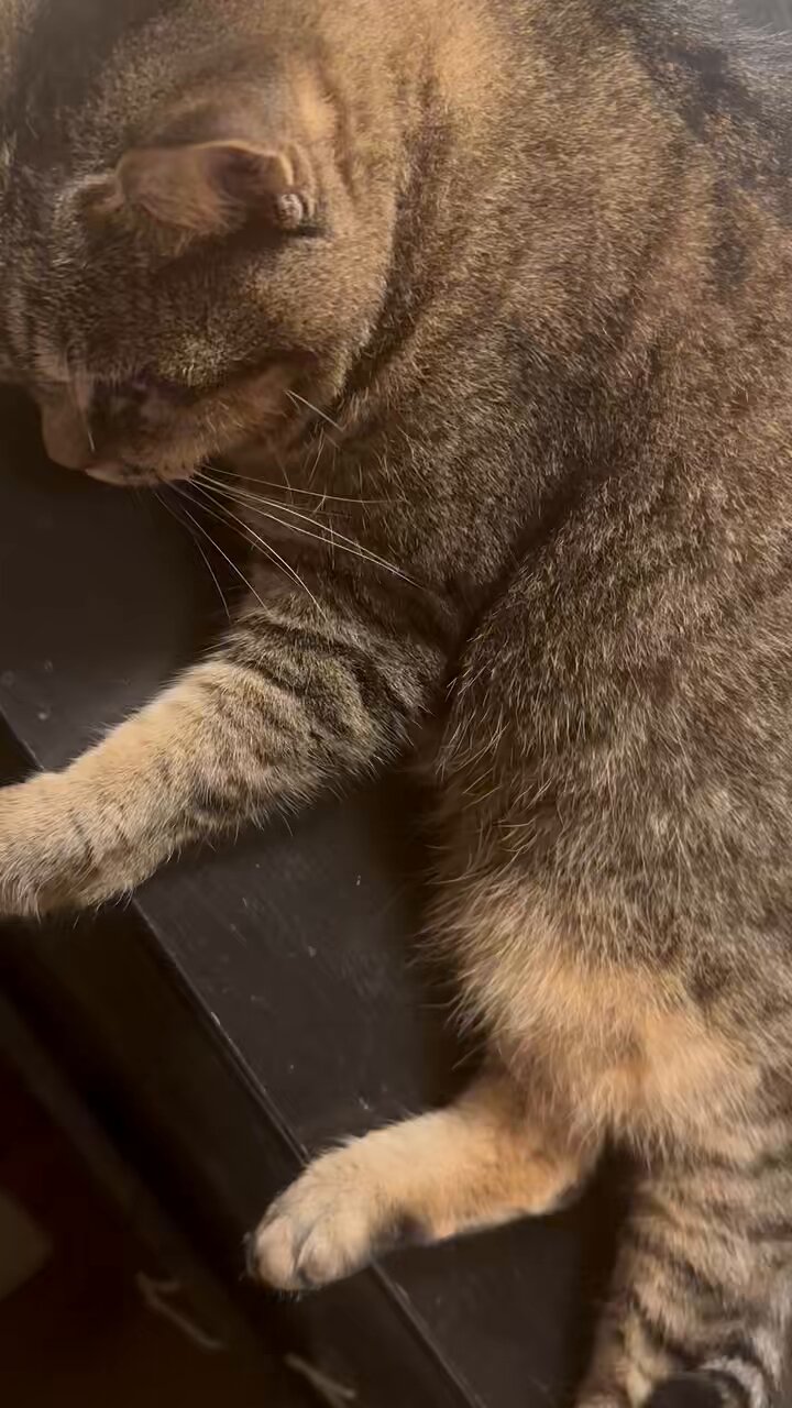 猫 sddefault.jpg