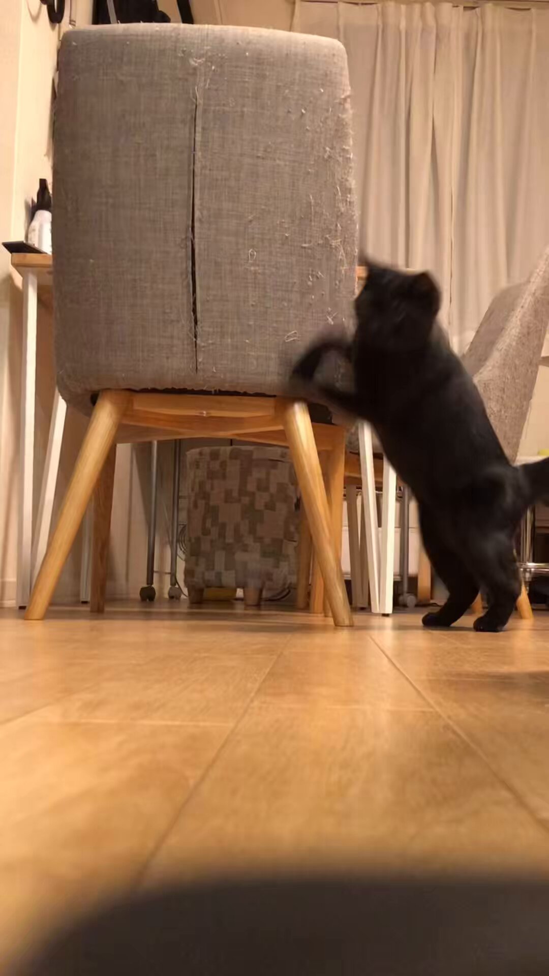 にゃおん にゃおん (@HBH0aa9FvZFvQNY) / X