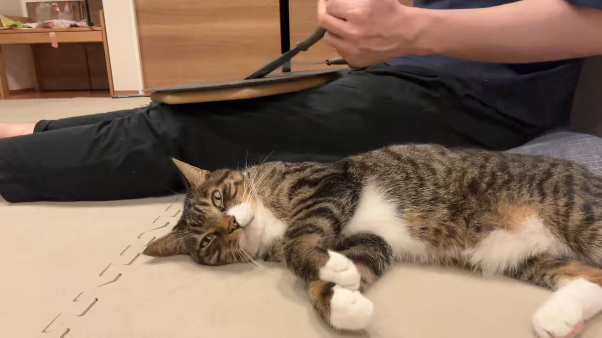 🥁ドラ猫🐈 on X: 