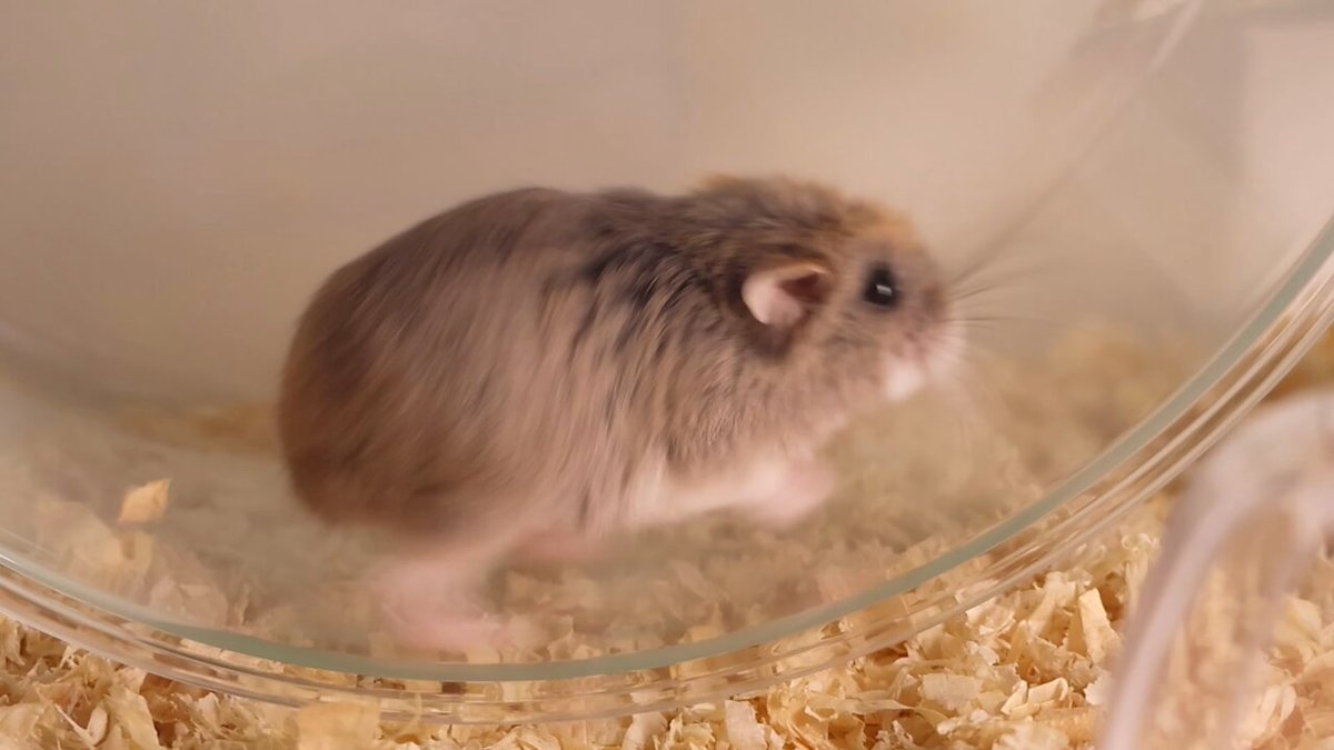 Urushibara🐹 on X: 