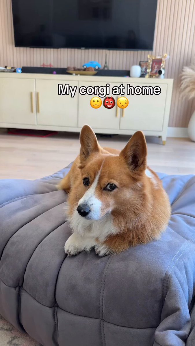 ＊ 犬神⭐️＊ 犬神ユウ on X: 