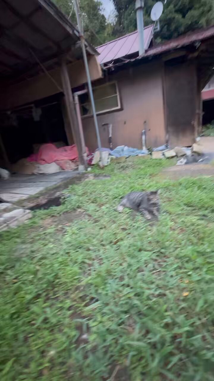 東区の地域猫様♡ご確認用   4件おまとめ 地域猫 - Cerca / X