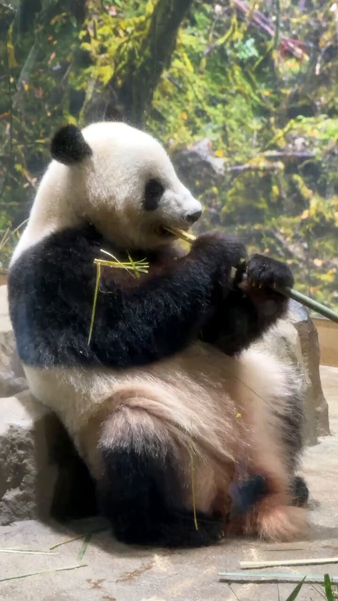 panda_xiang_xiang (@kedama_o_o) / X