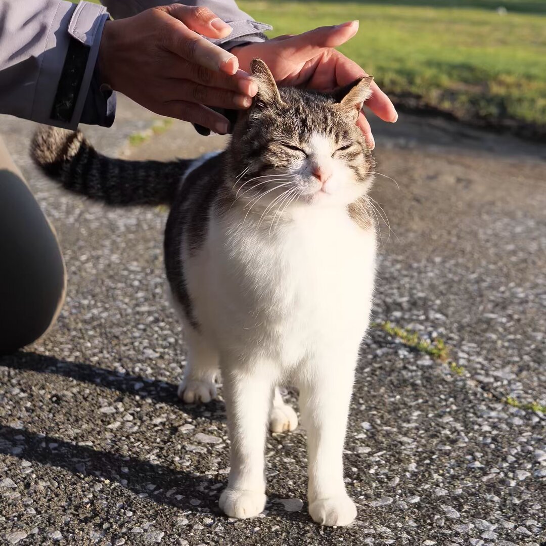 simabossneko 写真集「島にゃんこ」発売中 on X: 