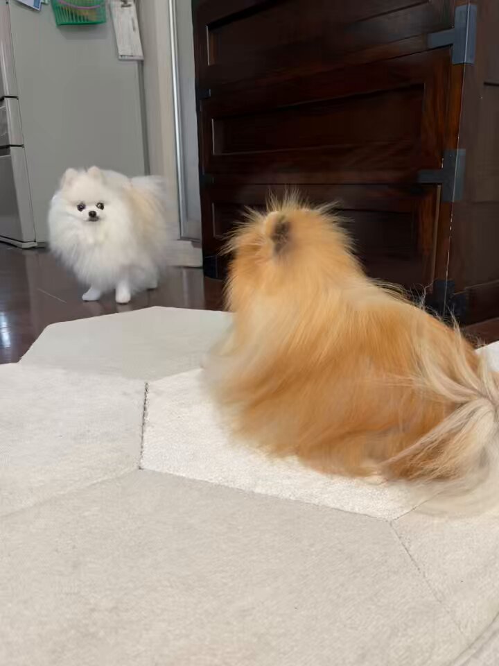 ⭐︎専用⭐︎ ポメラニアンの足様 もちゃん🐶🍮ポメラニアン on X: 