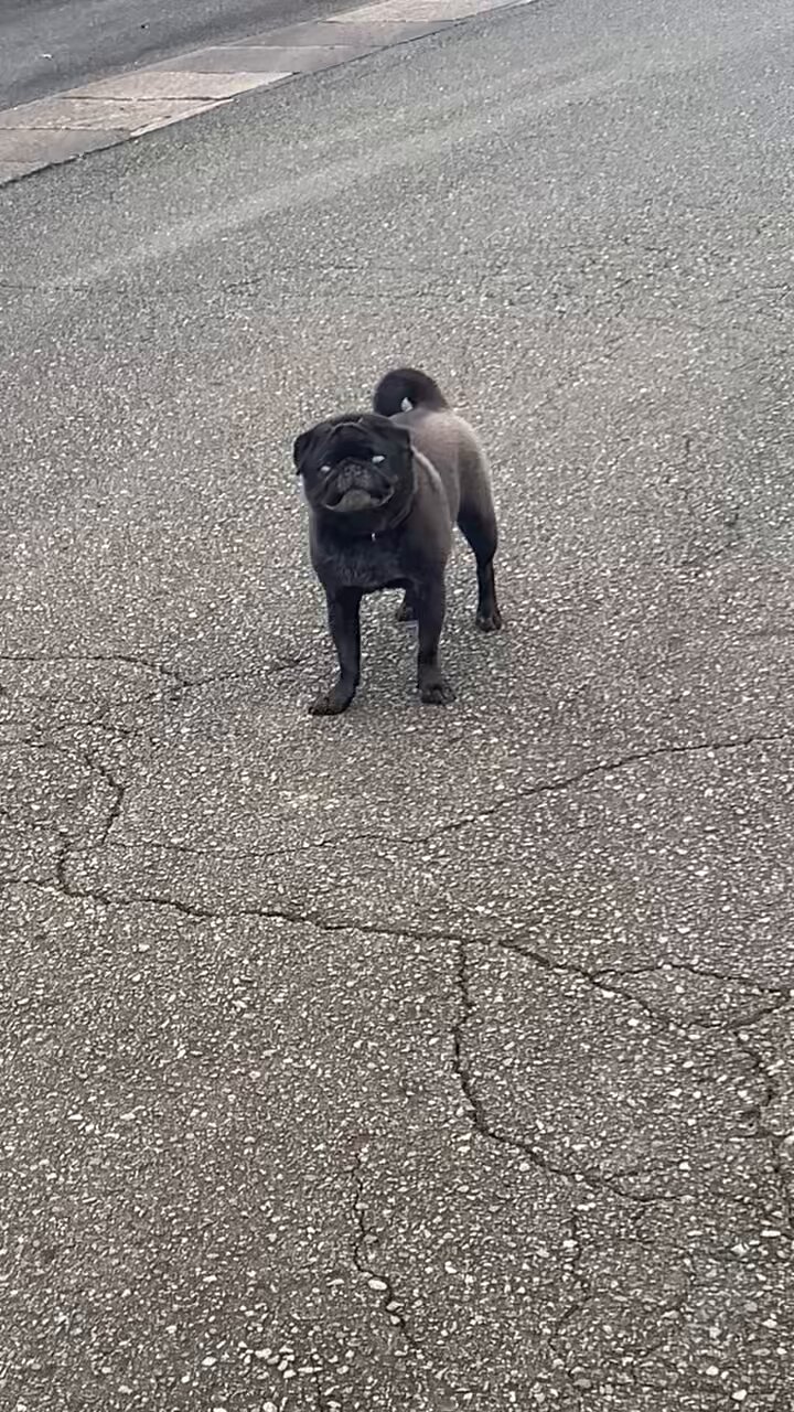 パグ走りおパグさん：フォーンver.（RUN PUG RUN） ナガノ キャラクター 一覧 パグ走りおパグさん:フォーンver.(RUN