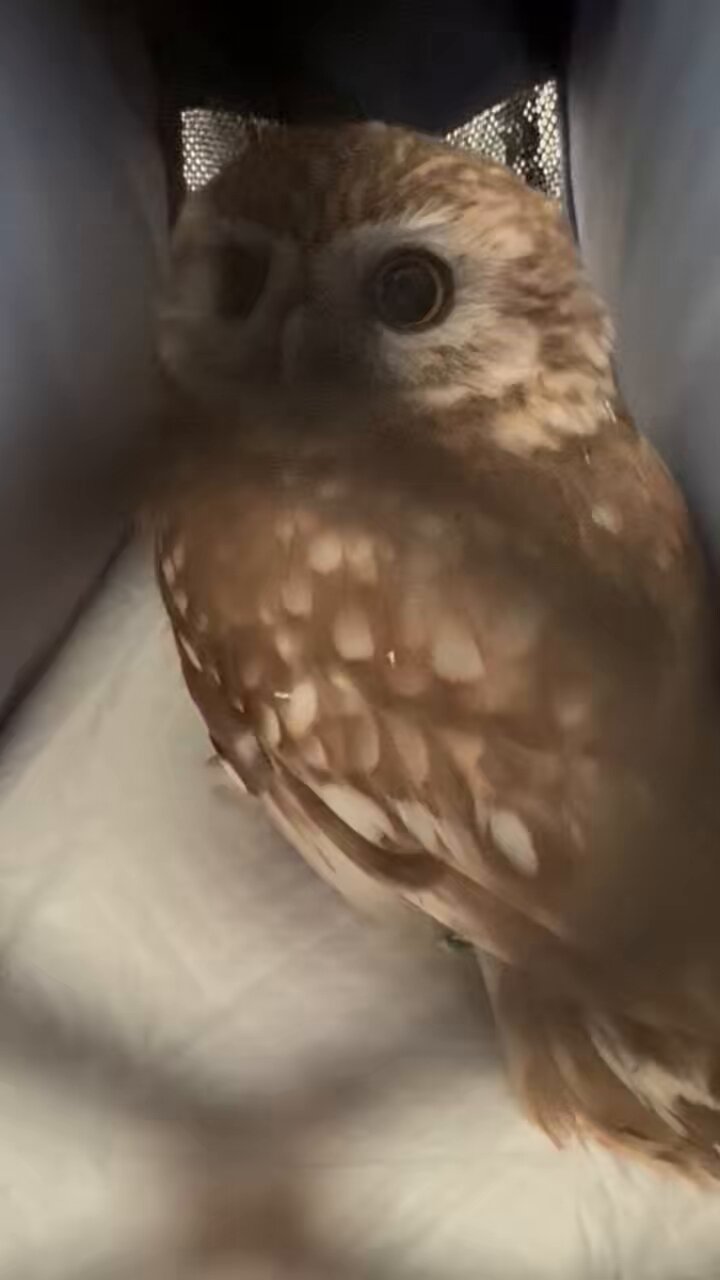 動作未確認　メルキャラ　森のゆうびん屋さんメール文章読上げふくろう　昔パソコン用 動作未確認 メルキャラ 森のゆうびん屋さんメール文章読上げふくろう