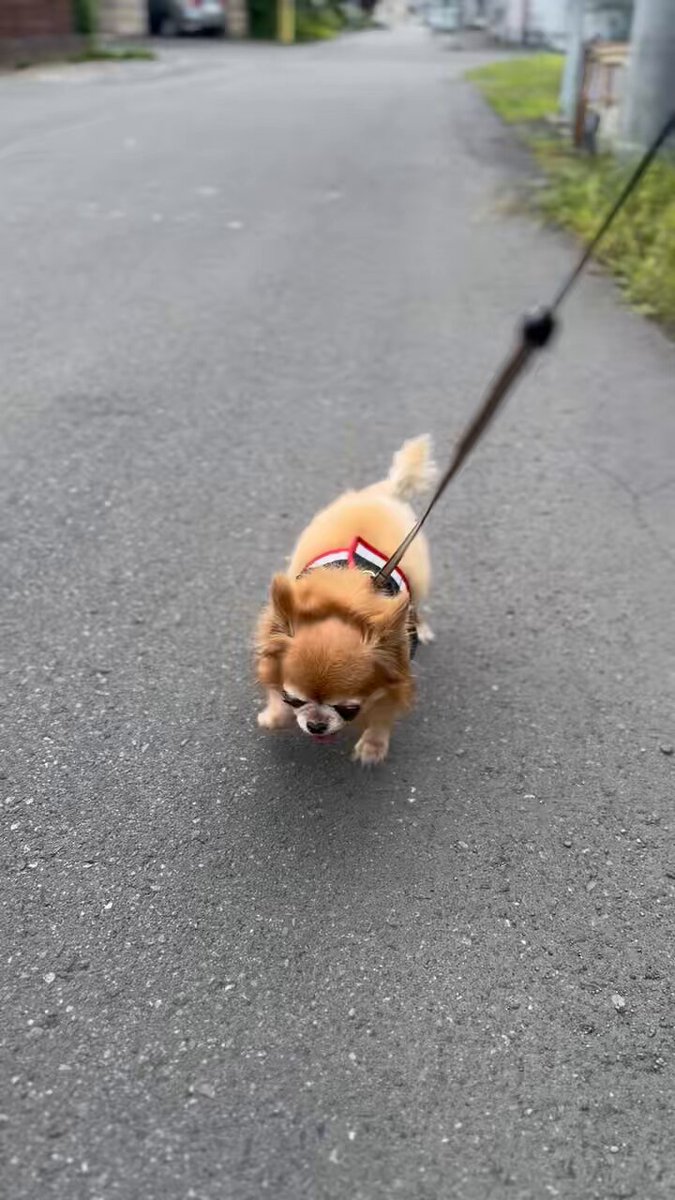 わんちゃん ファーストチョイス Choice S お肉が好きな子にチキン成犬 2.4kg