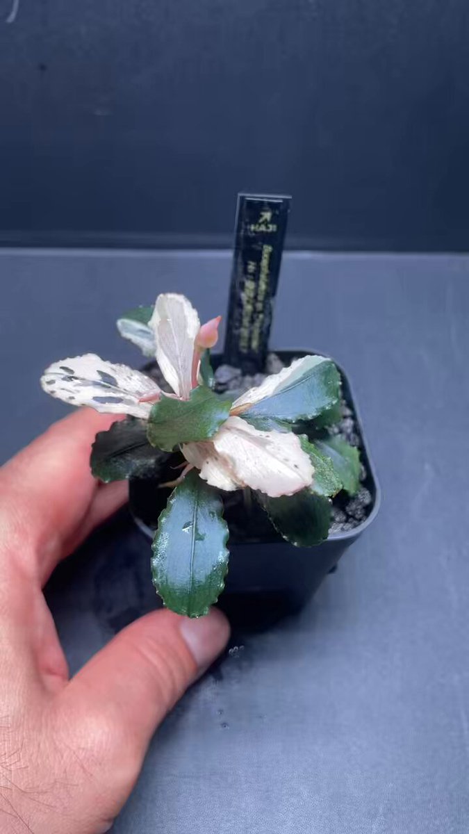 えび@次回発送8/22(木) 兼続-kanetuguebi🦐/HAJI plants🌱/SoraCamp