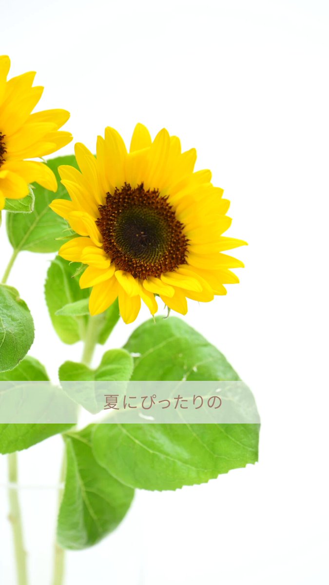 花キューピット【公式】 (@i8791) / X