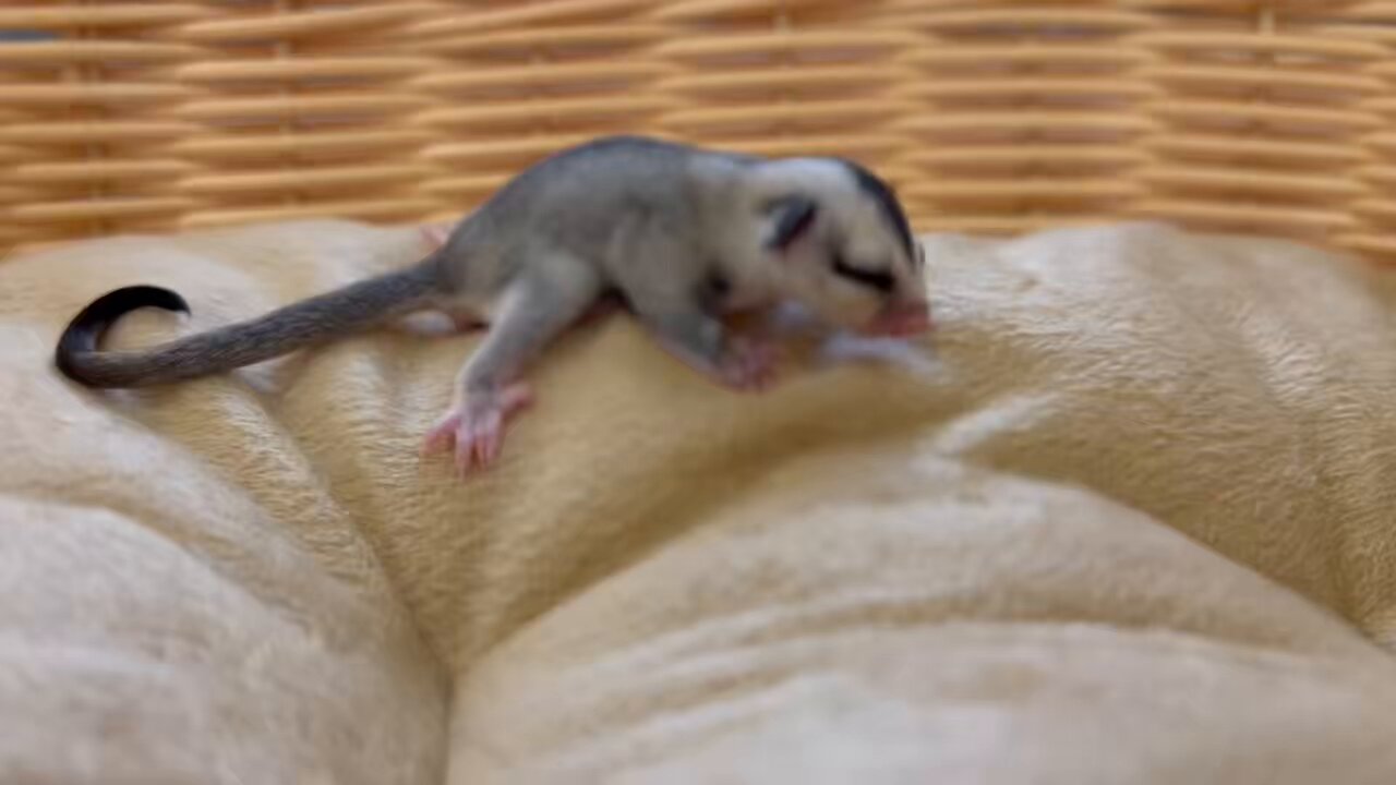 HiHiHi ヒヒヒ　ウラオモテ　リバーシブル　ベスト　M La fata on X: 