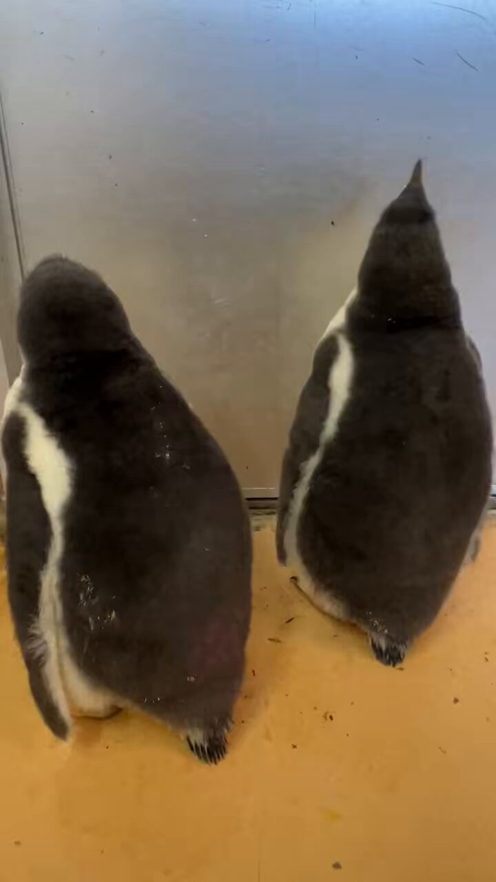 ジェンツー　ペンギン　剥製 ジェンツーペンギンのビニールモデル – バナルオンライン