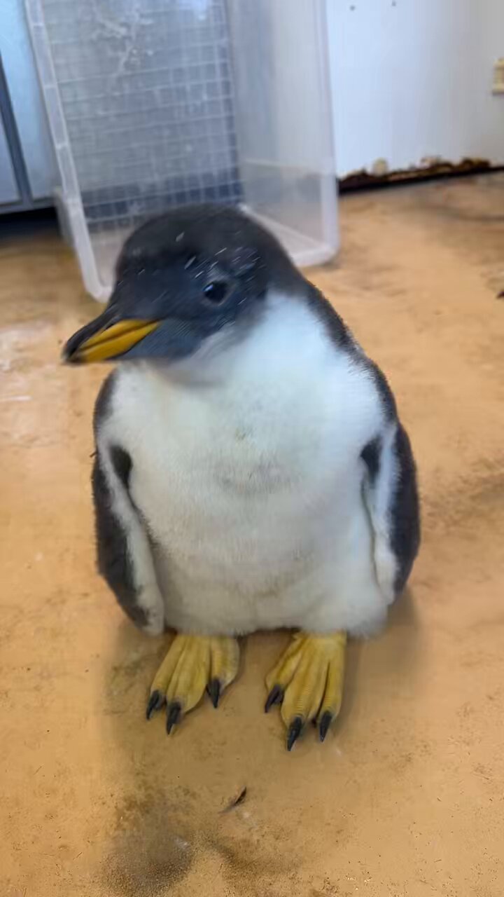 旭川市旭山動物園［公式］ on X: 