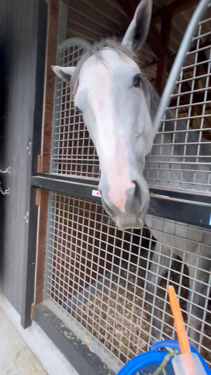 【中古】 こんな本命馬はカンタンに消える 実証！荒れるレースの見分けかた・狙いかた/リヨン社/誉田強 中古】 こんな本命馬はカンタンに消える 実証！荒れるレースの