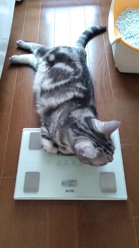 海猫♡ 猫のたろう on X: 