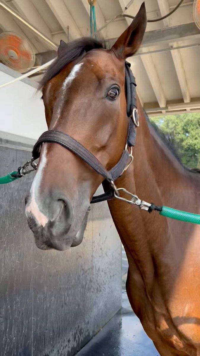 競馬　書籍セット 81iNpz89PUL._UF350,350_QL50_.jpg