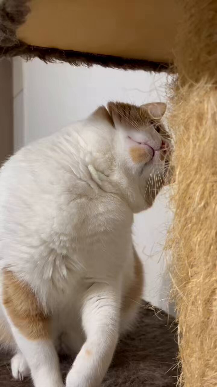 ねこ Ƈɧᶖᶎų໒꒱·ﾟ／ 智津 on X: 