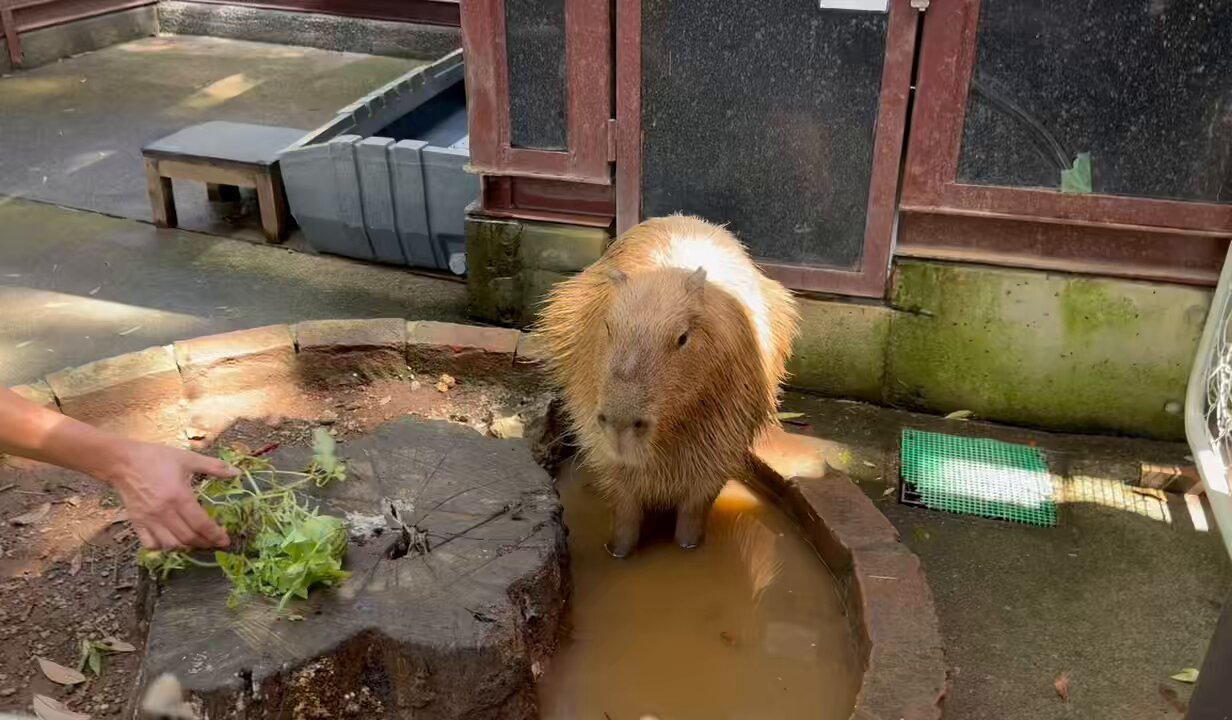 blue_ball_satoshi/Satoshi's Capybara Spirit (@blueball0600) / X