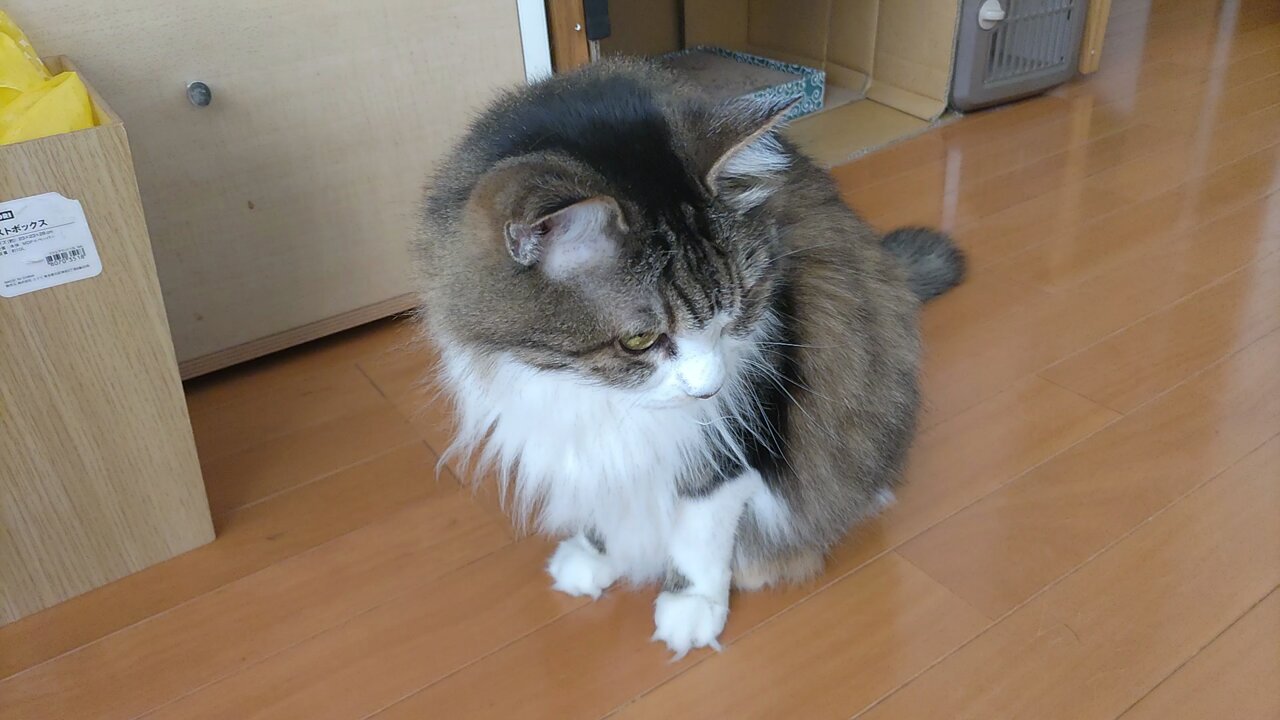 ぼびらこたまpart3 on X: 