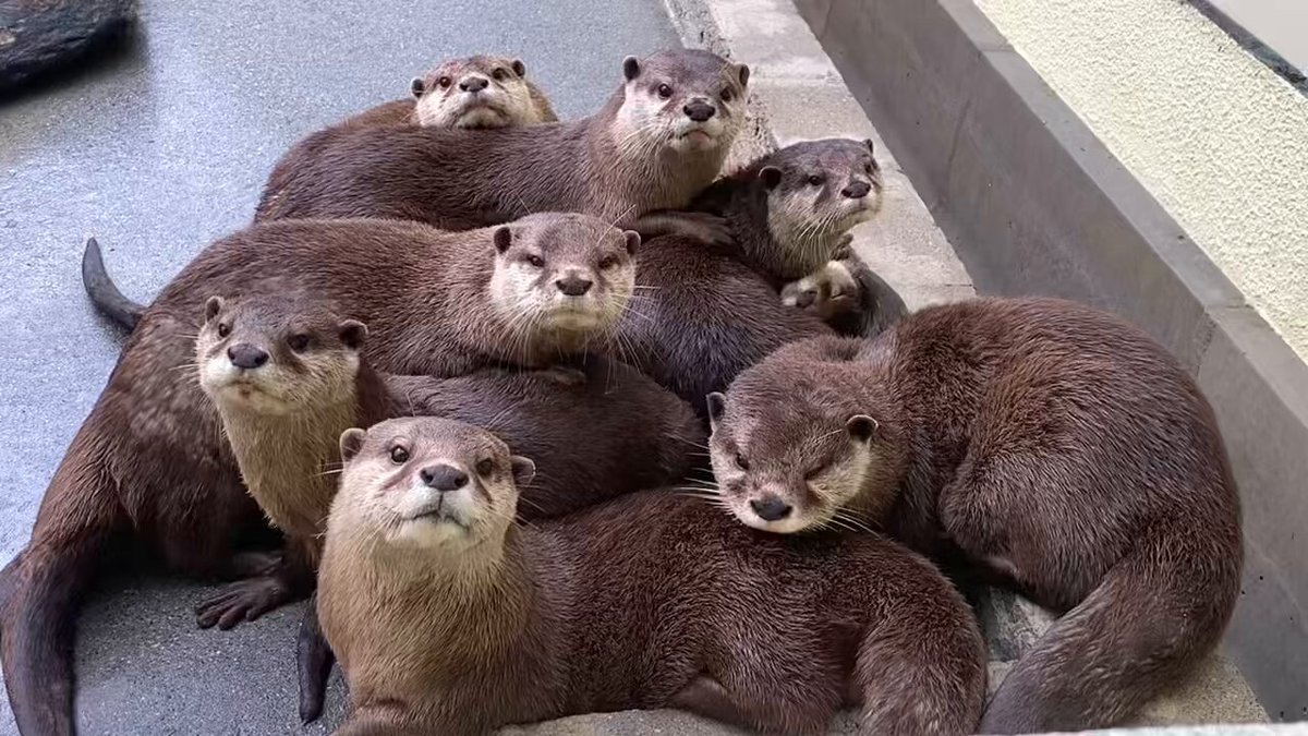 カワウソ① maxresdefault.jpg