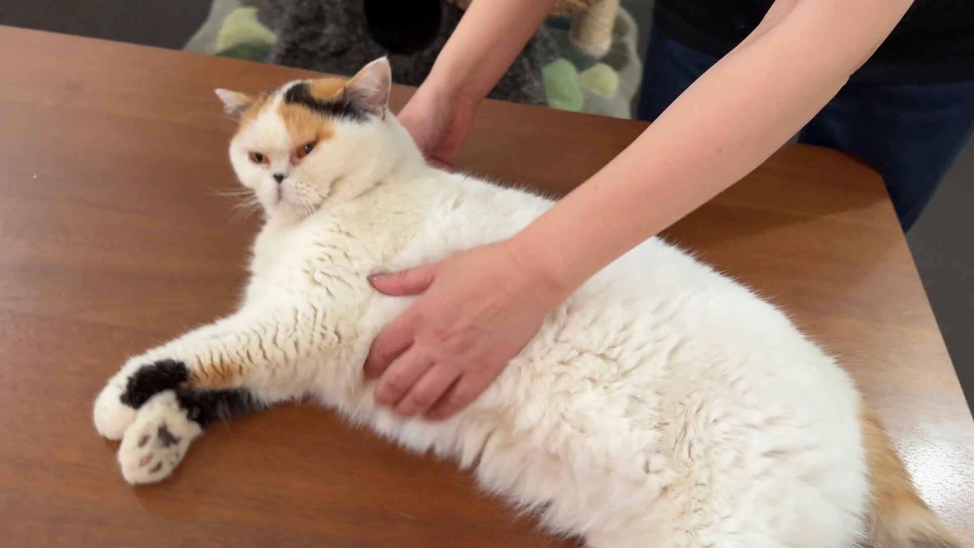 猫は液体 on X: 