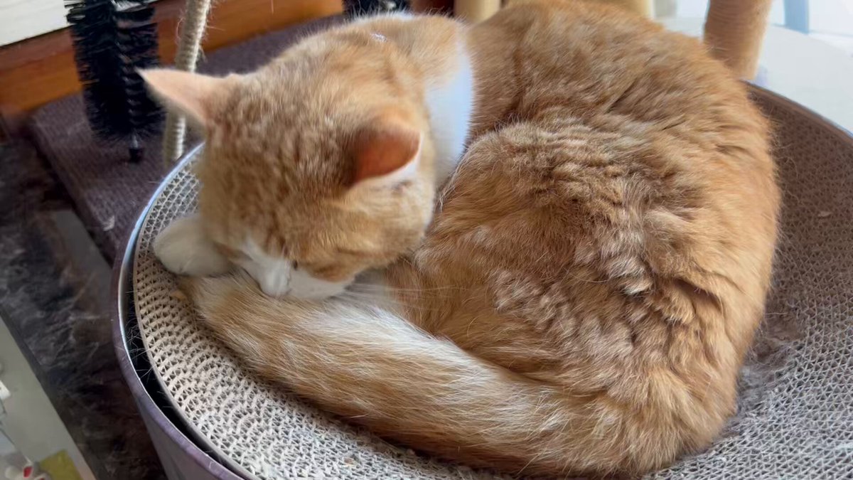 Johnny&#39;s - おもち ページ oozetubeboxangle_600x__34684.