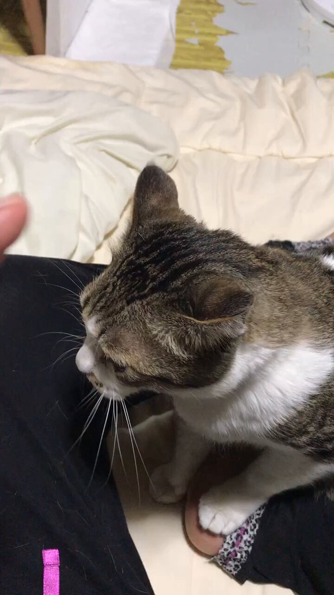 ねこちゃんなし (@nekochan_74) / X