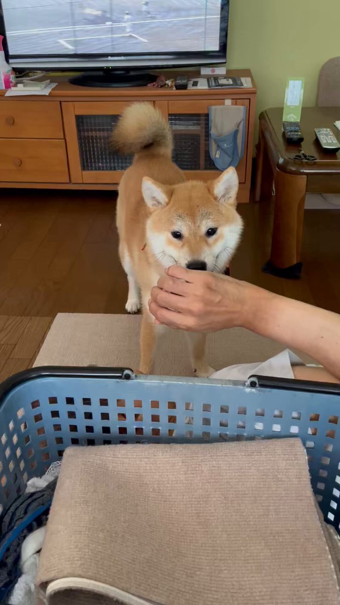 しばけん様　予約分　生活 柴犬こめ0歳 (@shibainukome) / X