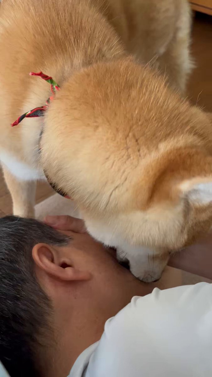 しばけん様　予約分　生活 柴犬こめ0歳 (@shibainukome) / X