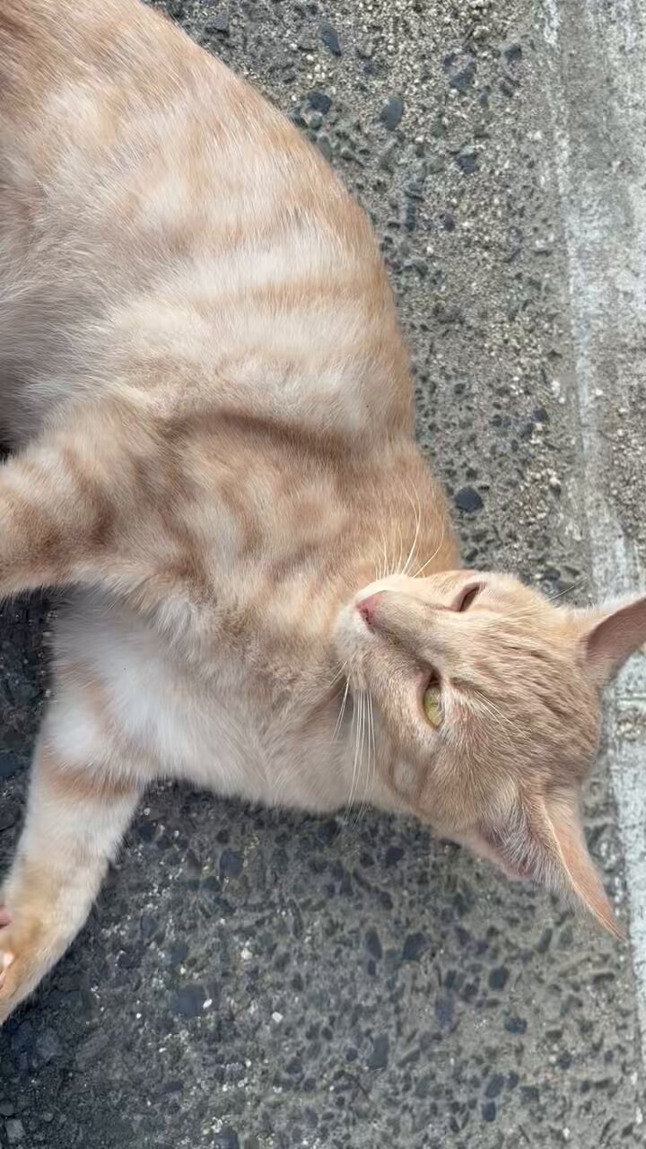 月猫様 幸運を呼びよせる月猫ネックレス「Moon Nyaight-ムーンニャイト