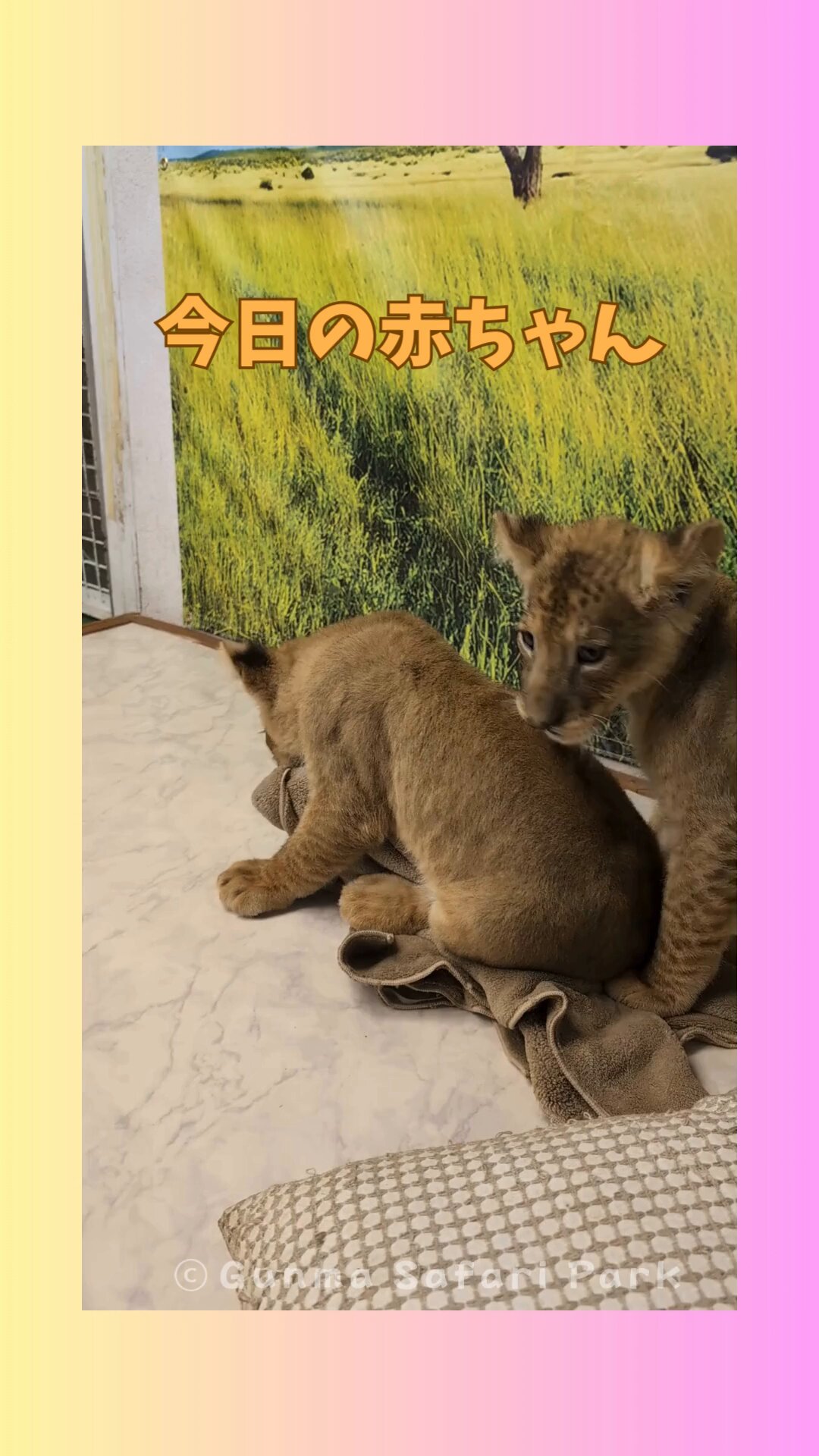 群馬サファリパーク【公式】 on X: 