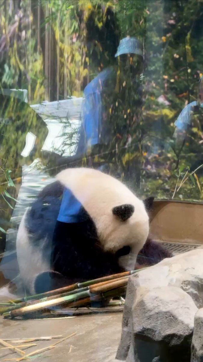 panda_xiang_xiang (@kedama_o_o) / X