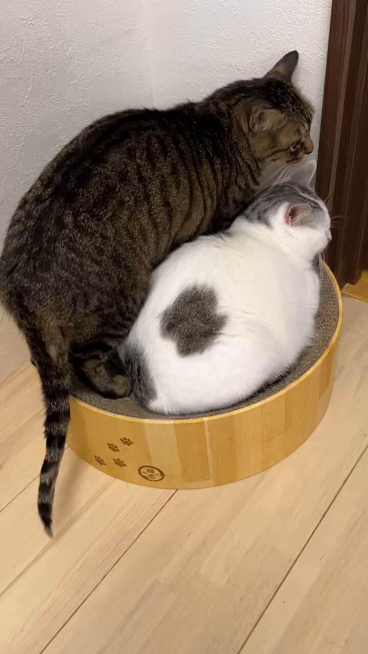 猫まっしぐら on X: 