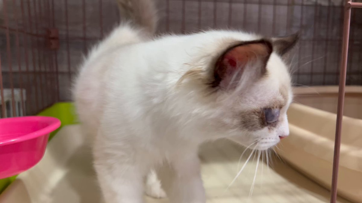 ねこねこ様ご相談ページ EHONS TOKYO on X: 