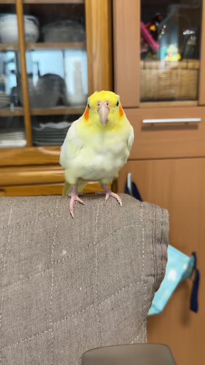ファンデーション Okameinko 020000100928310_2.jpg