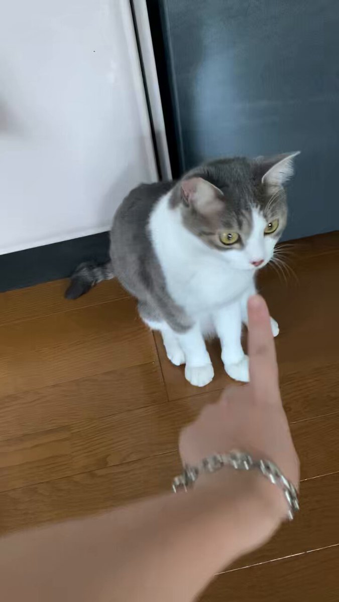 猫A 画像1 ＋ 8 画像19おまけ！　最終値下げしました！ おせちちゃん🍱 on X: 