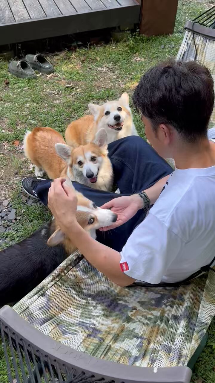 イヌ 🖤🐕‍🦺大型犬NEW FACE🐕‍🦺🖤 . 【種類】ラブラドール