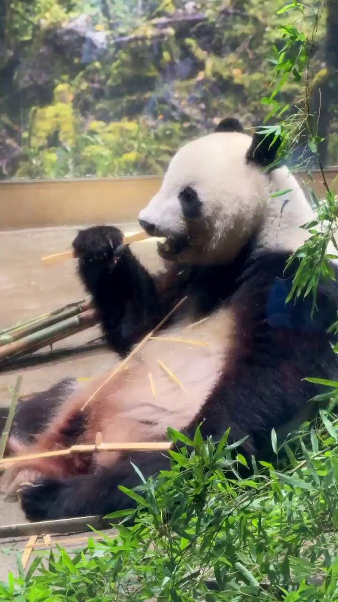 panda_xiang_xiang (@kedama_o_o) / X