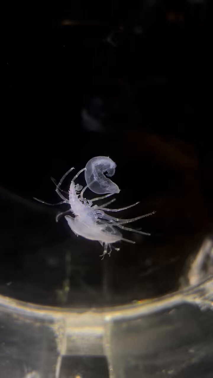数分水族館 - Search / X